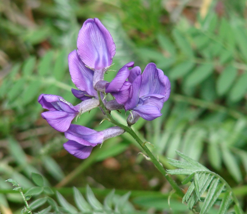 Изображение особи Oxytropis coerulea.