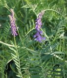 Vicia cracca. Часть побега с соцветиями. Кыргызстан, Чуйская обл., южная окр. Бишкека, луг в предгорье. 07.05.2015.