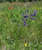 Salvia nutans