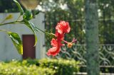 Hibiscus rosa-sinensis