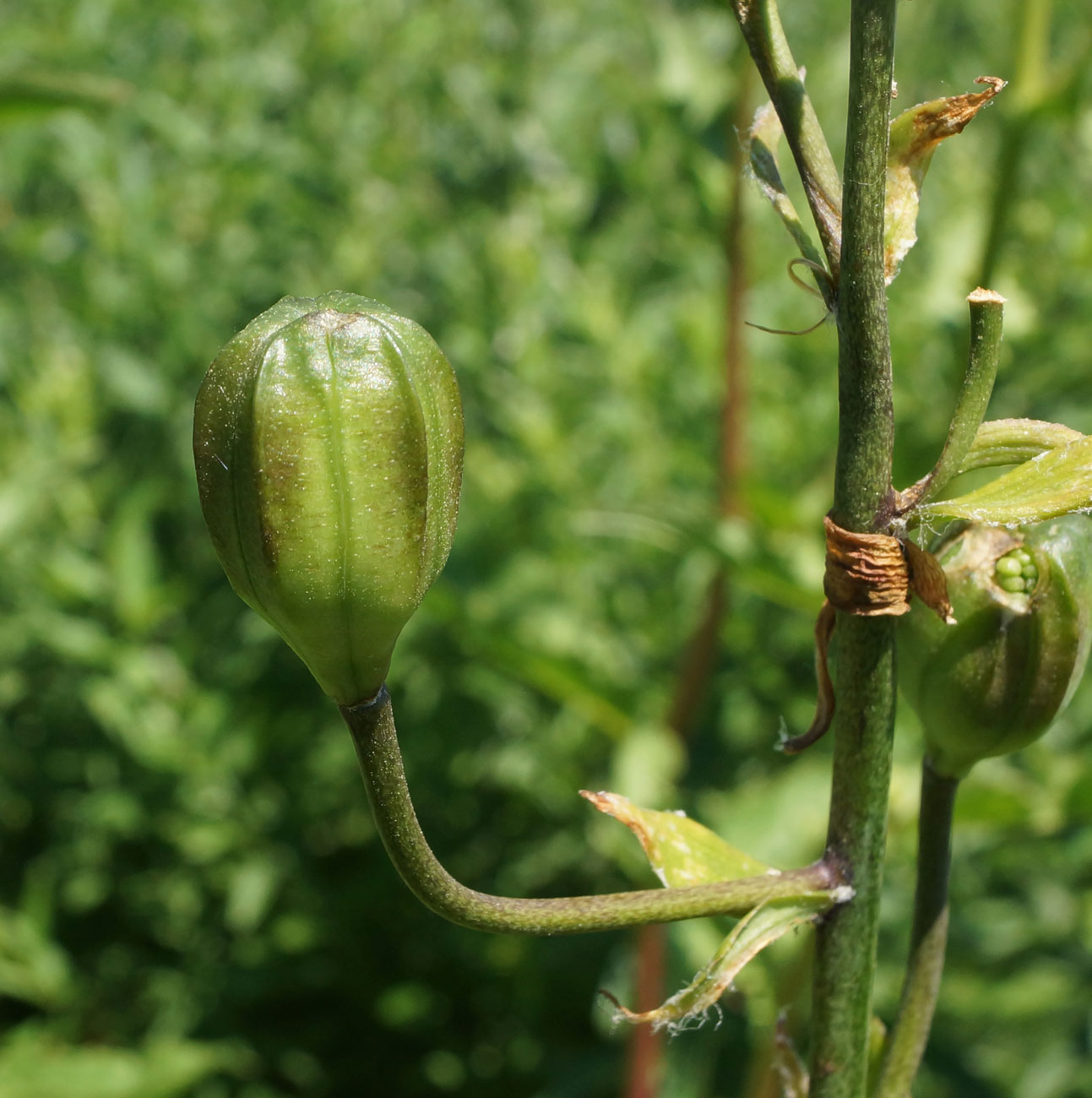 Image of Lilium pilosiusculum specimen.