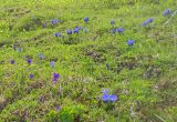 Gentiana grandiflora