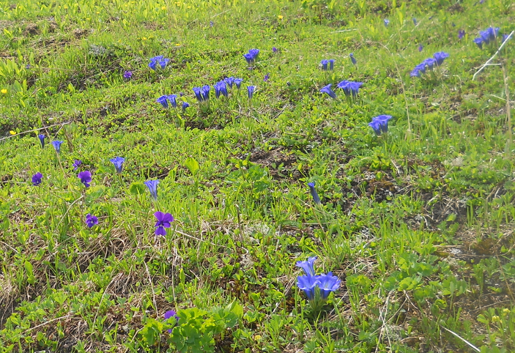 Изображение особи Gentiana grandiflora.
