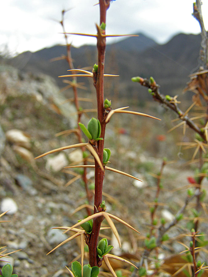 Image of Berberis sibirica specimen.