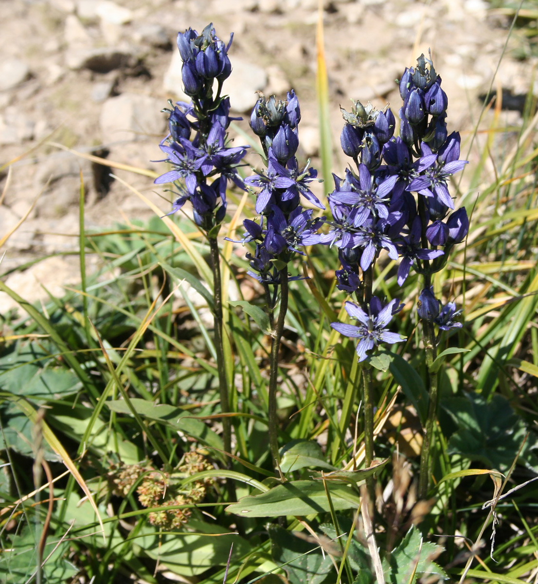 Image of Swertia obtusa specimen.