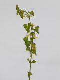 Aristolochia clematitis. Верхушка побега с цветками. Республика Молдова, пригород Кишинёва. 23 мая 2009 г.