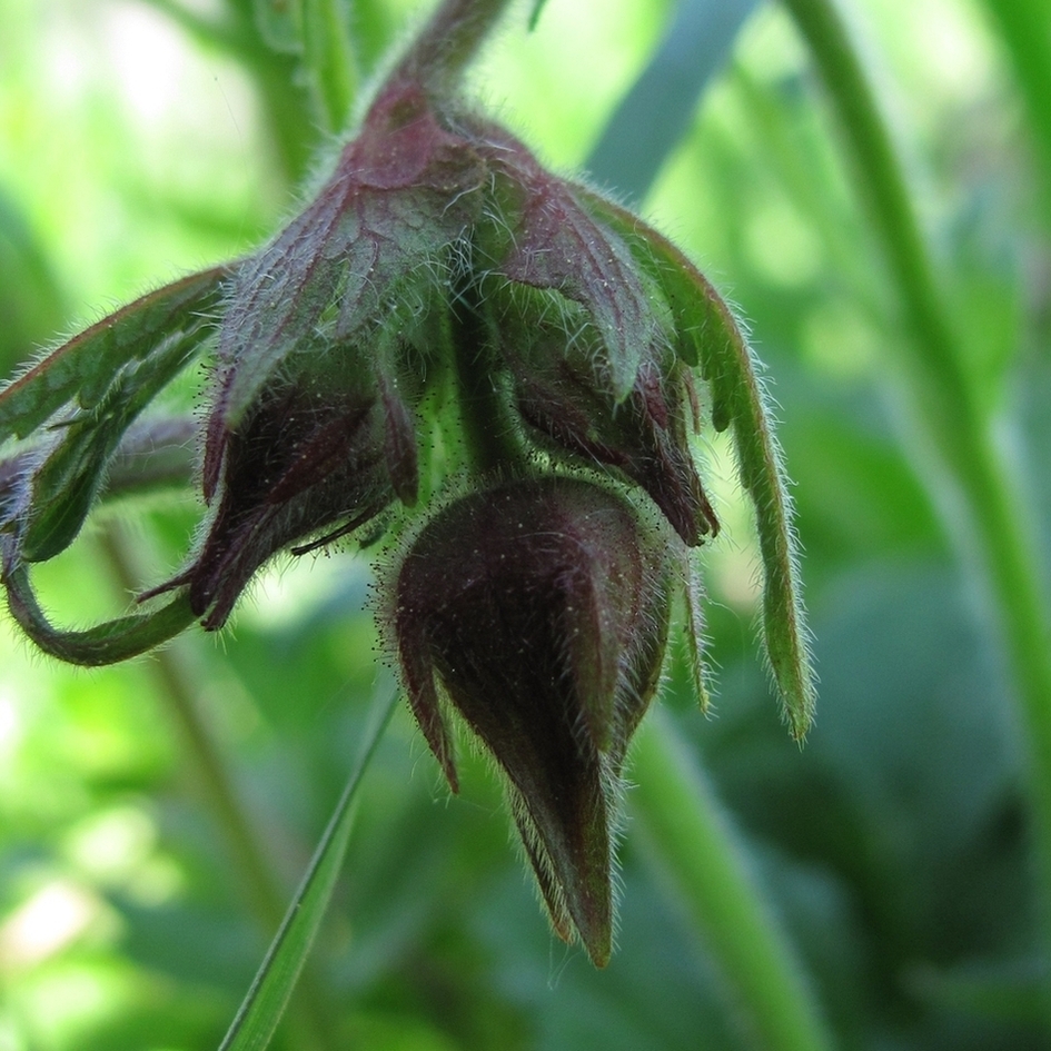 Image of Geum rivale specimen.