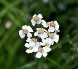 Achillea ledebourii. Соцветия. Тува, Тоджинский р-н, долина р. Аржаан-Хем (выс. около 1600 м н.у.м.), влажный луг на берегу реки. 06.07.2015.