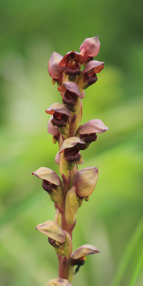 Image of Steveniella satyrioides specimen.