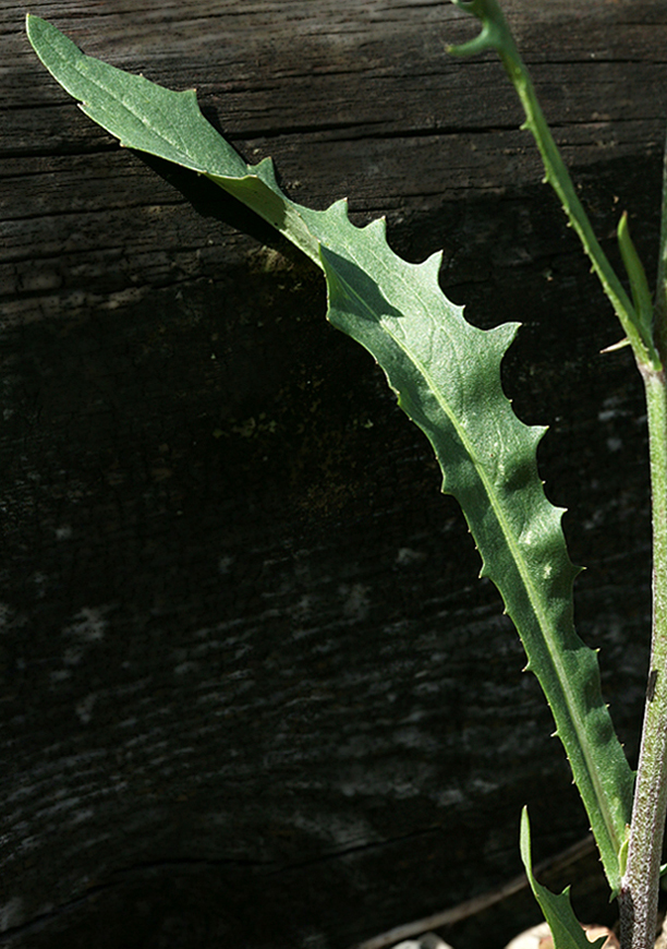 Image of Crepis tectorum specimen.