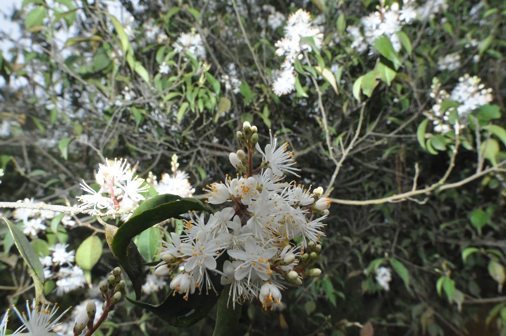 Image of genus Symplocos specimen.