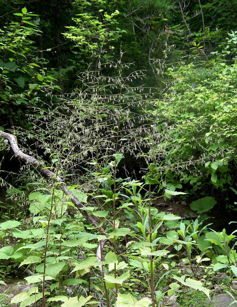 Image of Prenanthes tatarinowii specimen.