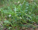 Astragalus guttatus