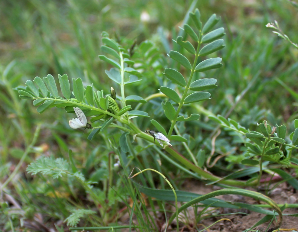 Изображение особи Astragalus guttatus.