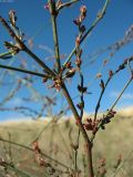 Polygonum patulum. Часть стебля с побегами и соплодиями. Астраханская обл., сев. берег оз. Баскунчак. 04.10.2009.