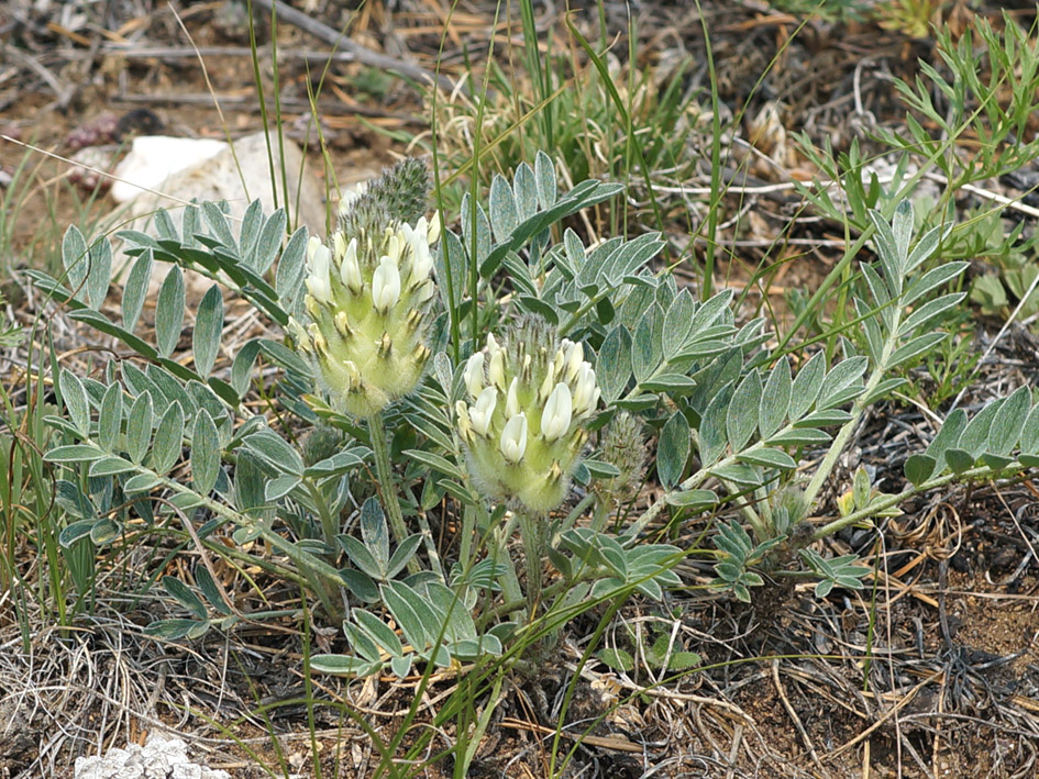 Image of Astragalus lupulinus specimen.