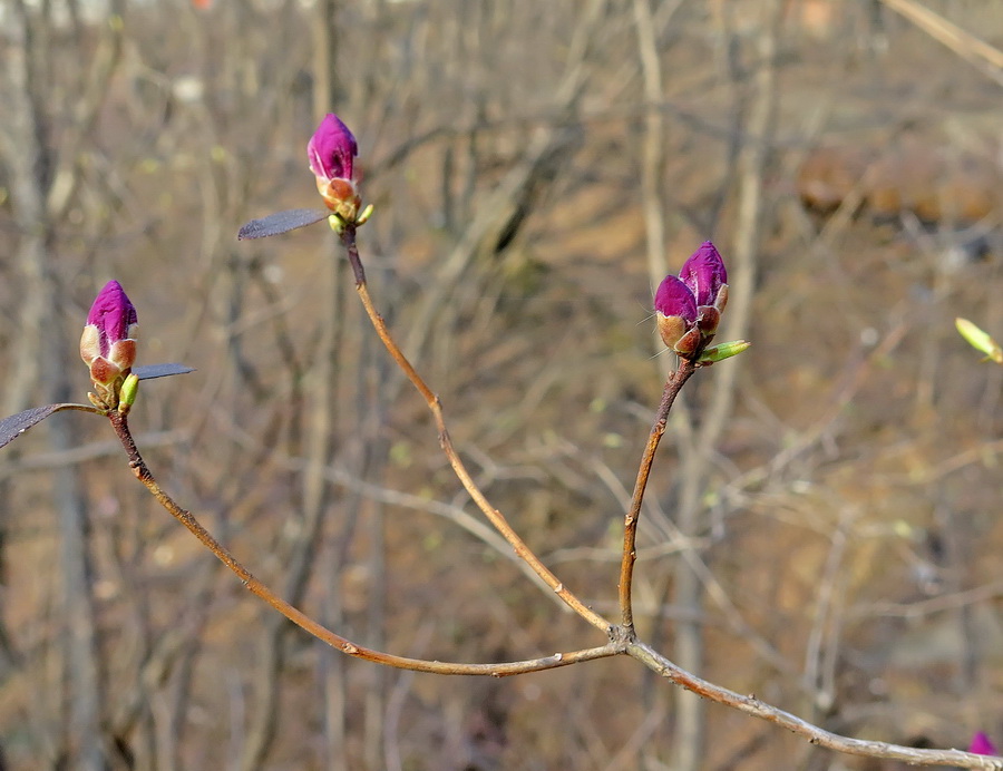 Image of Rhododendron mucronulatum specimen.
