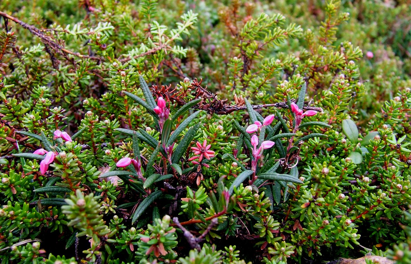 Изображение особи Andromeda polifolia.