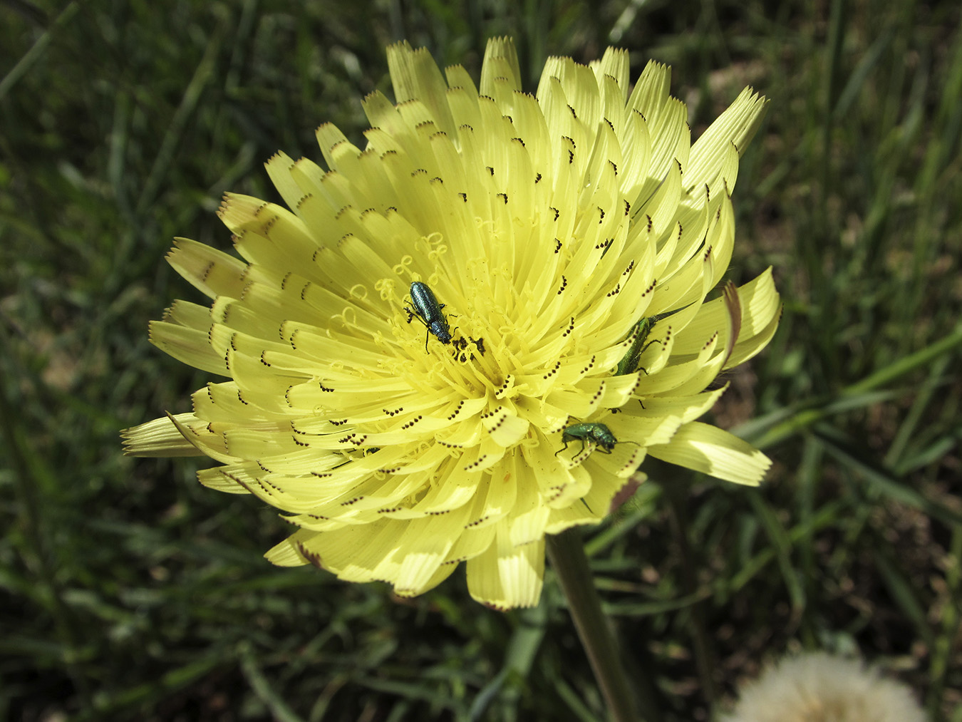 Image of Urospermum dalechampii specimen.