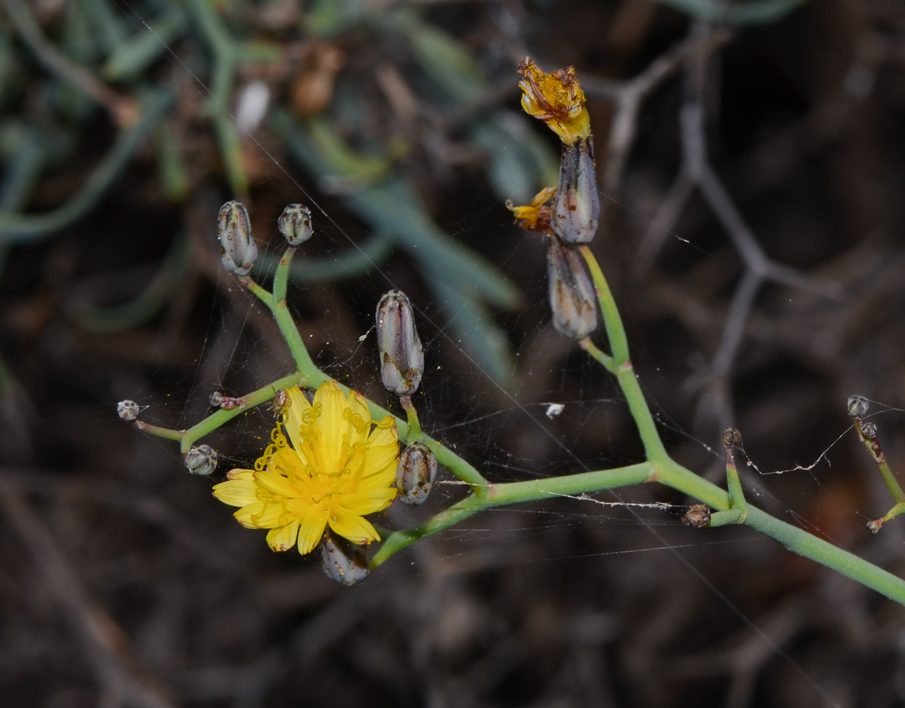 Image of Launaea arborescens specimen.