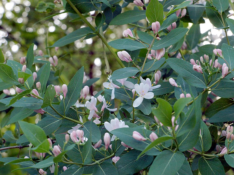 Image of Lonicera tatarica specimen.