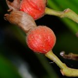 Alpinia zerumbet