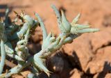 Halimocnemis sclerosperma