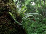 Polypodium sibiricum