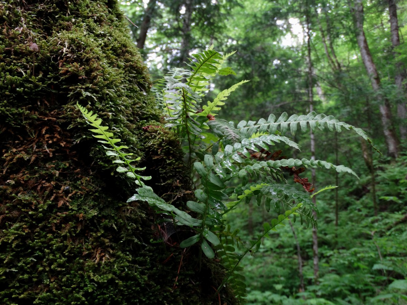 Изображение особи Polypodium sibiricum.