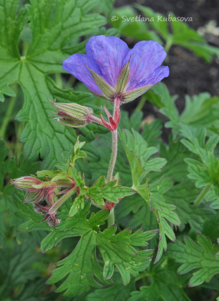 Изображение особи Geranium himalayense.