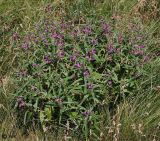 Phlomis pungens