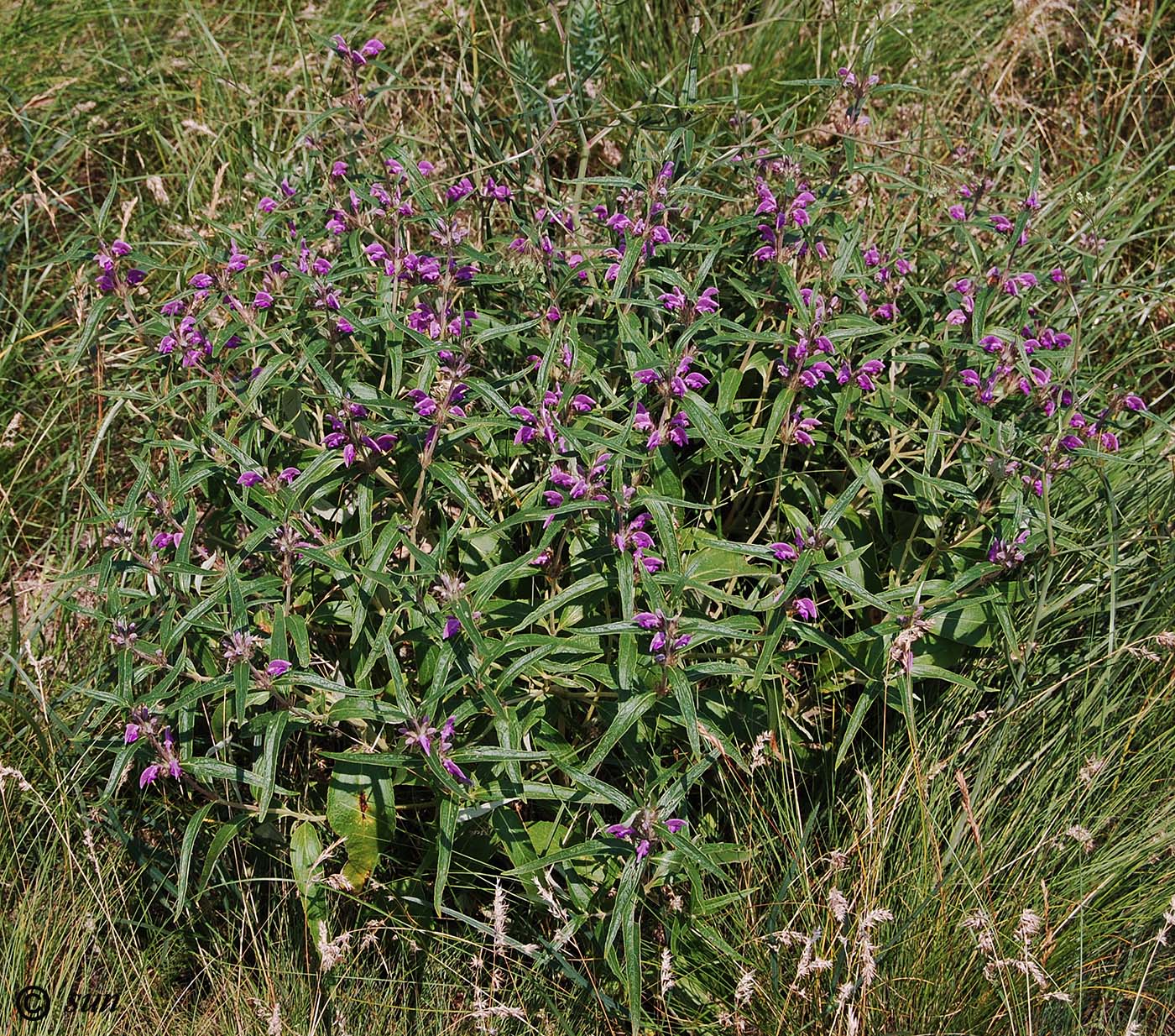 Изображение особи Phlomis pungens.