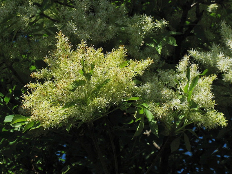 Изображение особи Fraxinus ornus.