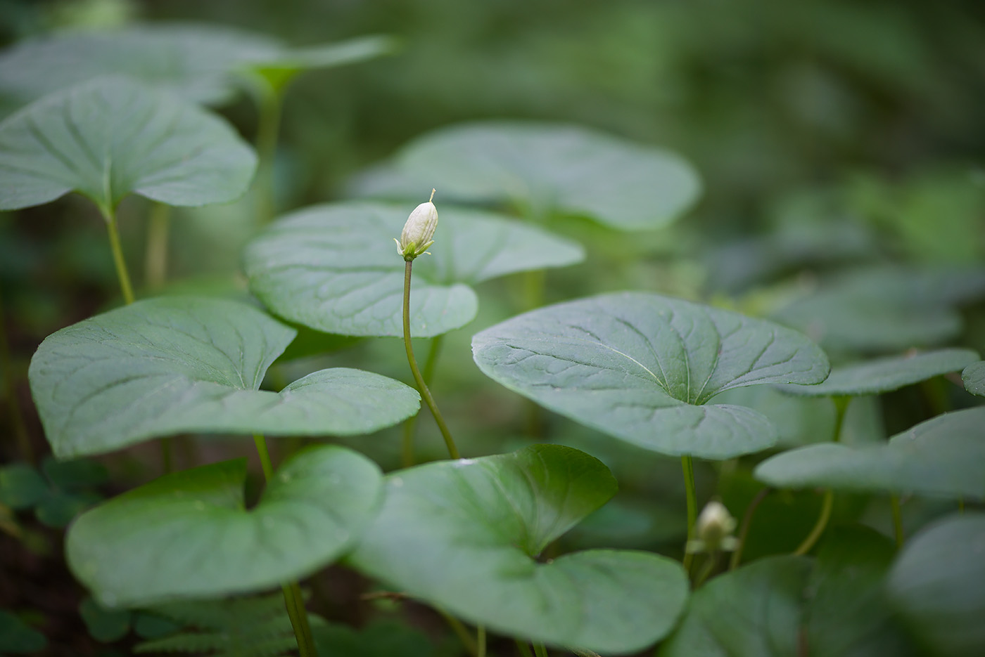 Изображение особи Viola epipsila.