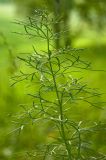 Adonis vernalis