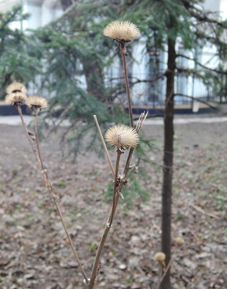 Изображение особи Telekia speciosa.