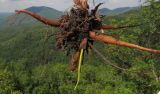 род Eremurus. Нижняя часть выкопанного растения с корнями. Краснодарский край, м/о г. Геленджик, хр. Маркотх, гора Иорданова, выс. ≈ 650 м н.у.м., задернованные скальные обнажения на склоне горы. 23.07.2016.