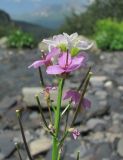 Cardamine seidlitziana. Соцветие. Краснодарский край, хр. Ачишхо, ок. 1750 м н.у.м., р. Ачипсе. 01.08.2016.