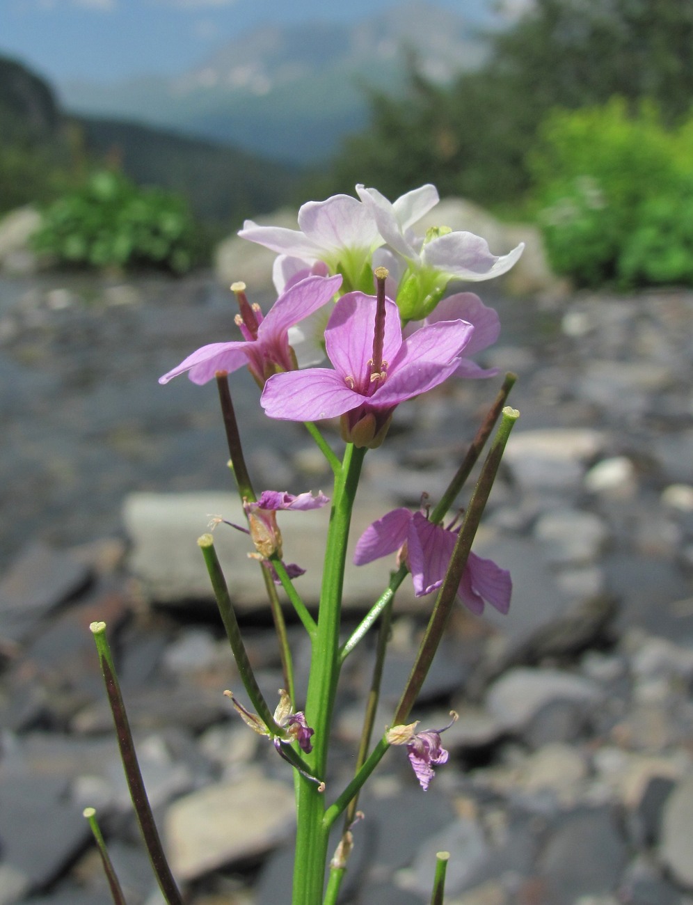 Image of Cardamine seidlitziana specimen.
