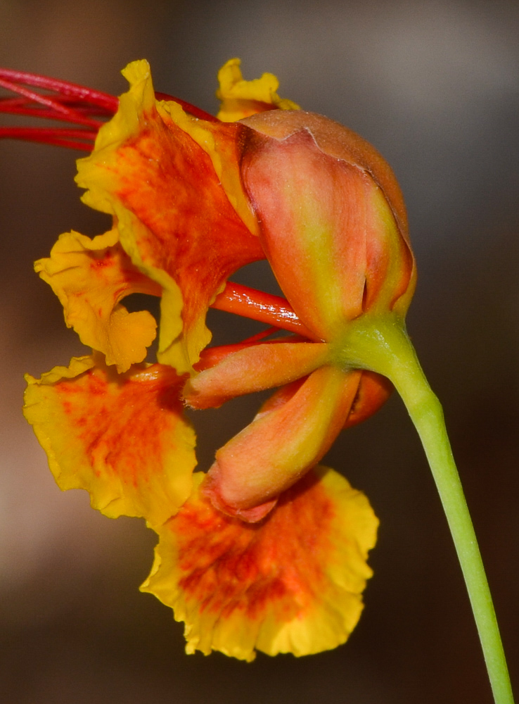 Изображение особи Caesalpinia pulcherrima.