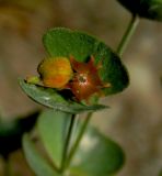 Euphorbia leptocaula