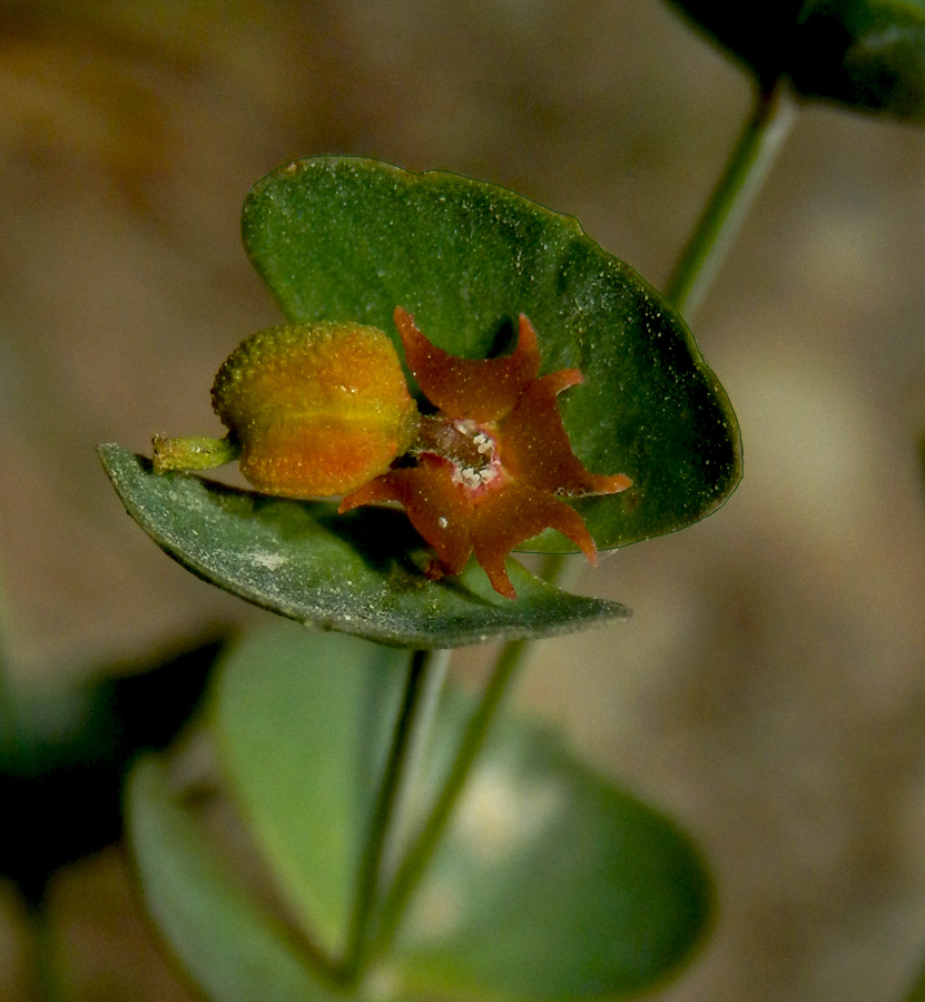 Изображение особи Euphorbia leptocaula.