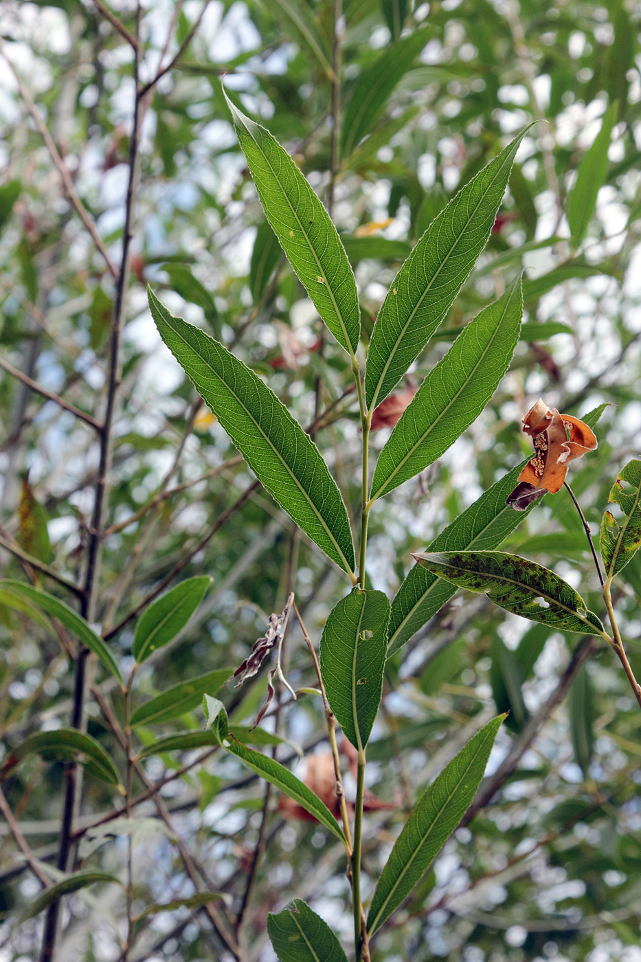 Изображение особи Salix olgae.