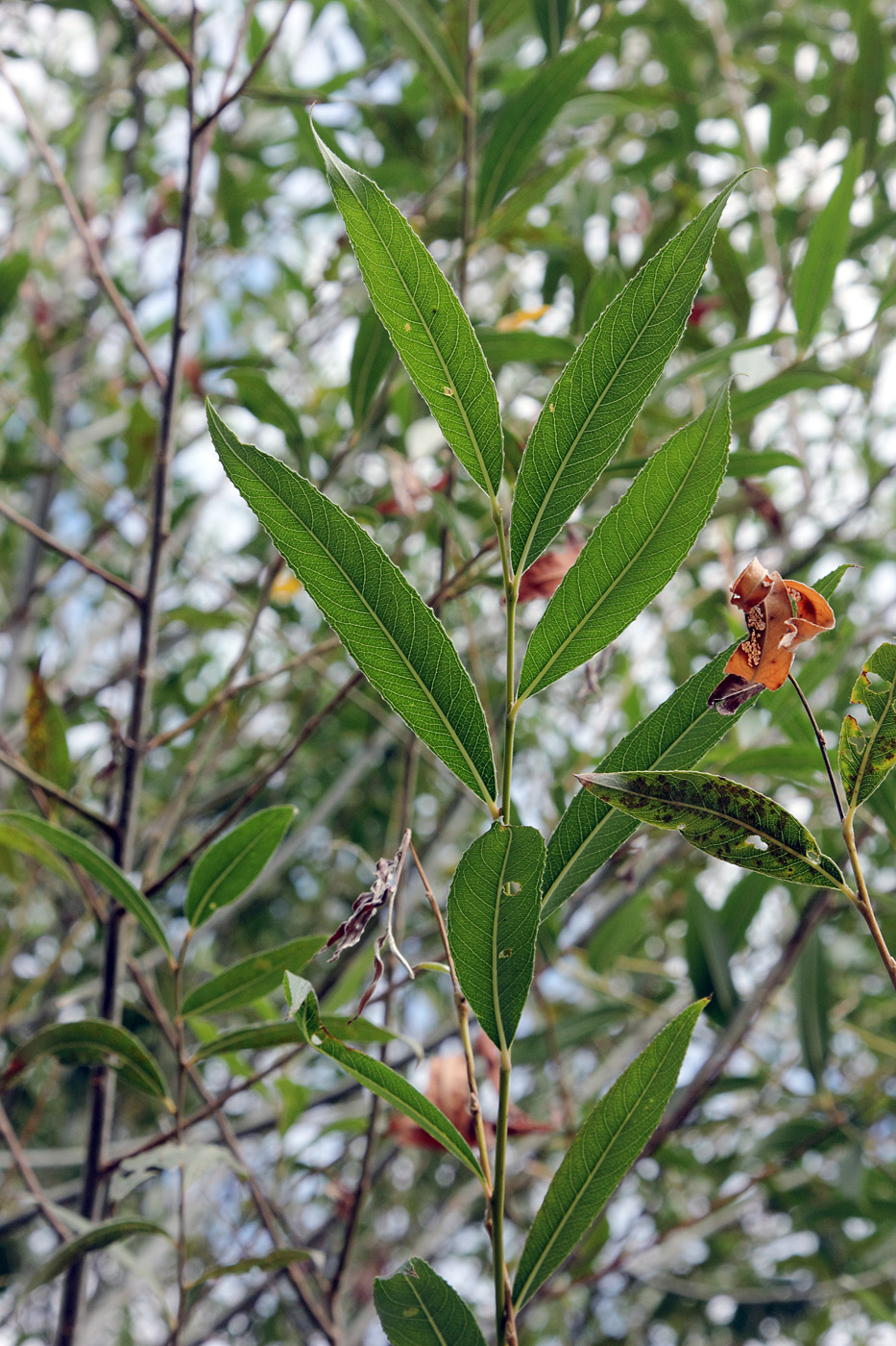 Image of Salix olgae specimen.