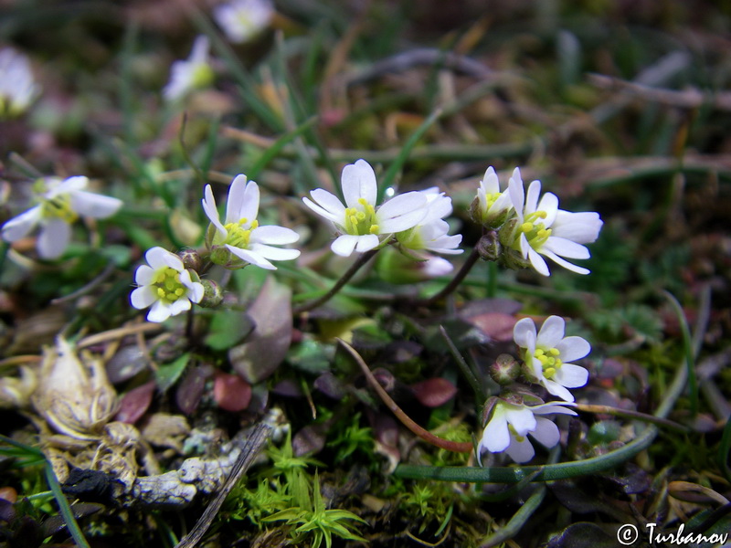 Изображение особи Erophila praecox.