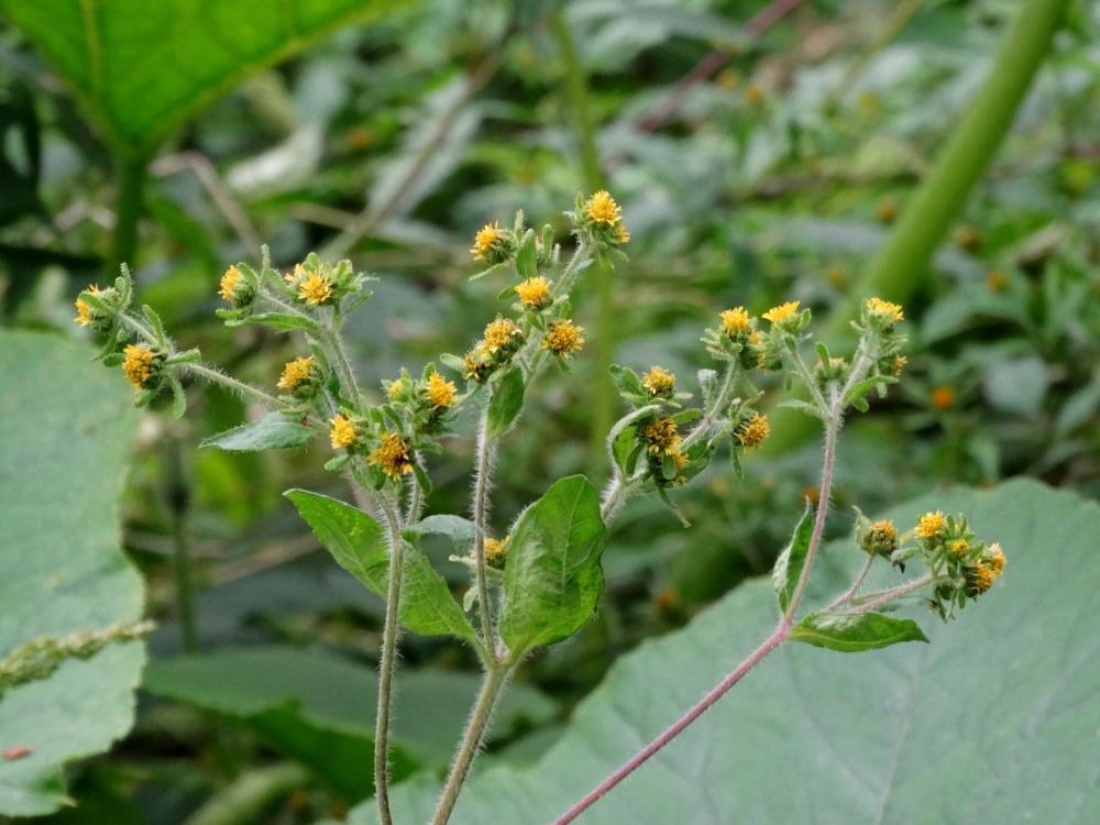 Изображение особи Sigesbeckia orientalis.