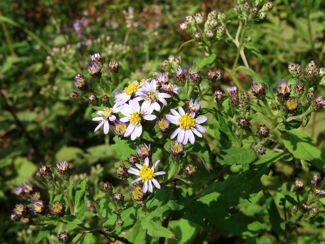 Image of Aster ageratoides specimen.