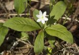 Trientalis europaea. Цветущее растение с ползущим муравьём. Тверская обл., Кимрский р-н, окр. дер. Ларцево, лес. 01.06.2016.