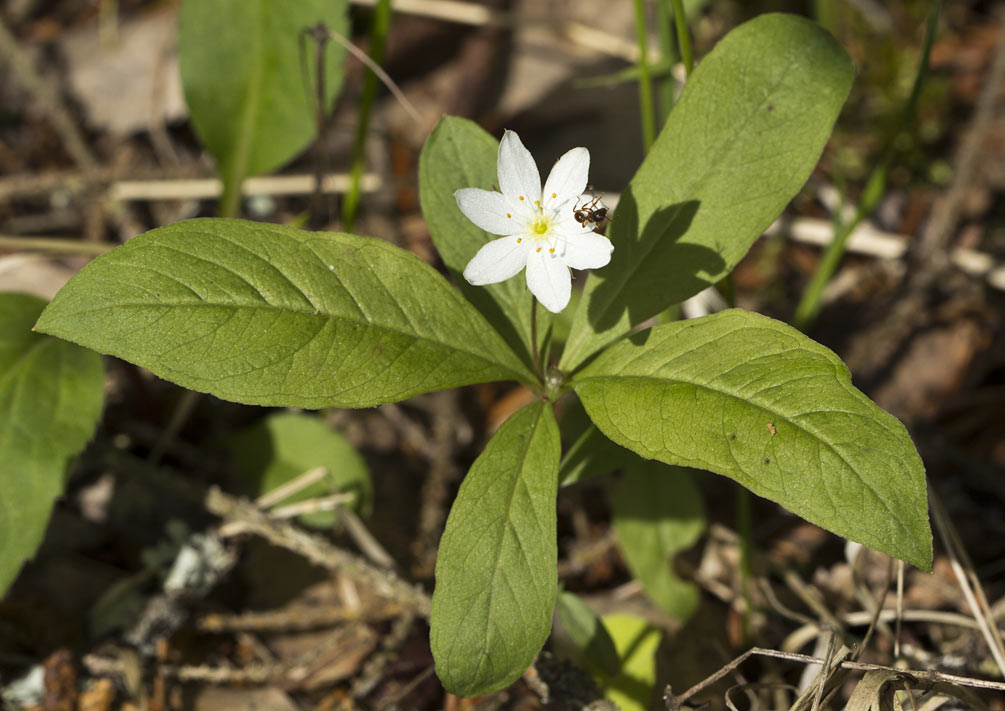 Изображение особи Trientalis europaea.