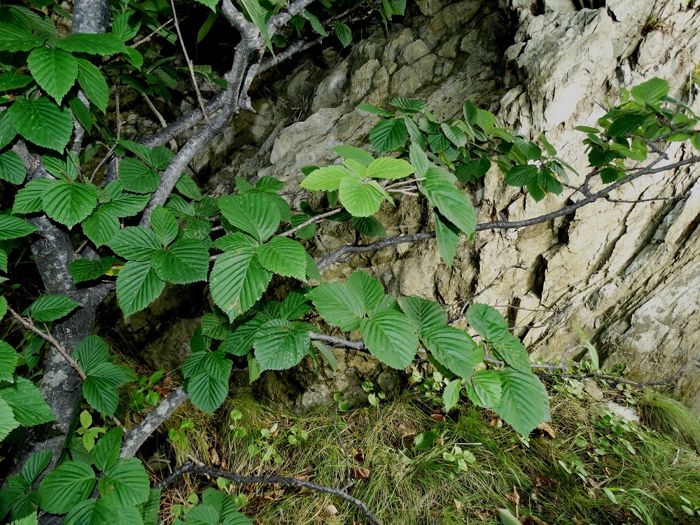 Image of Sorbus alnifolia specimen.